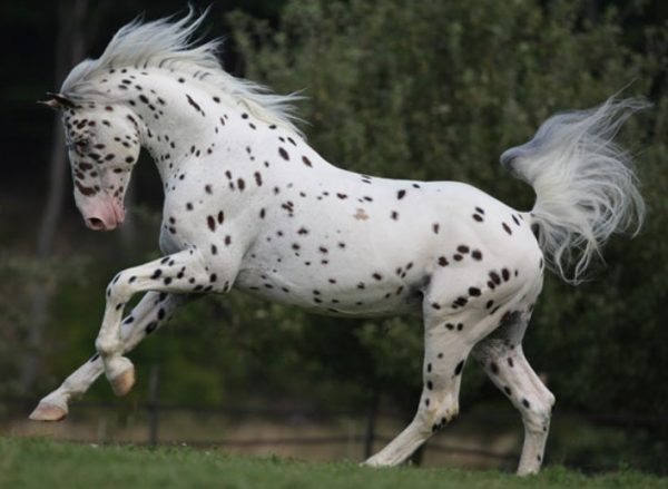 Найкрасивіші коні, породисті і рідкісні види, опис порід