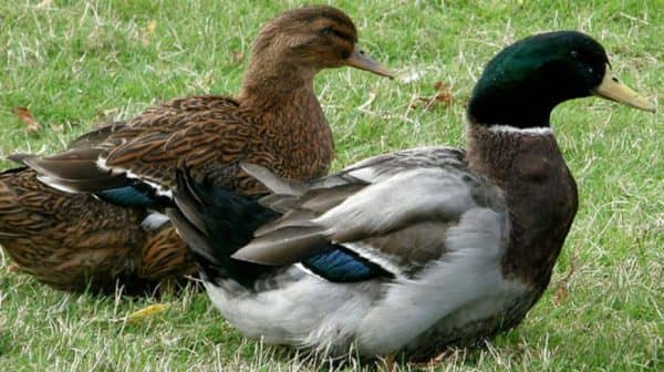Найбільші породи домашніх і диких качок, види для розведення