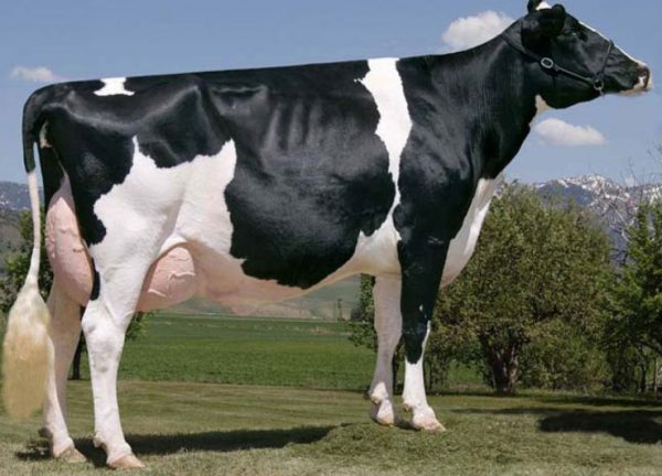Самі високоудійних породи корів, критерії вибору: порівняльний аналіз продуктивності