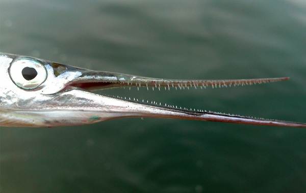 Сарган риба. Опис, особливості, види, спосіб життя і середовище проживання риби сарган