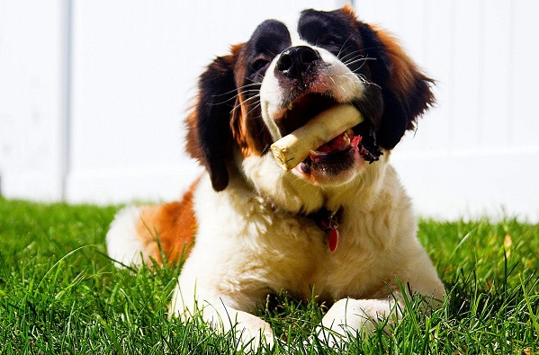 Сенбернар собака. Опис, особливості, догляд і утримання сенбернара