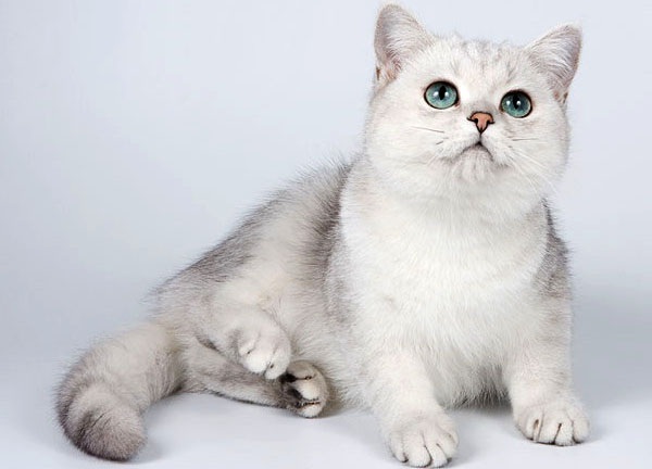 Срібляста шиншила кішка. Опис, особливості, догляд і утримання породи