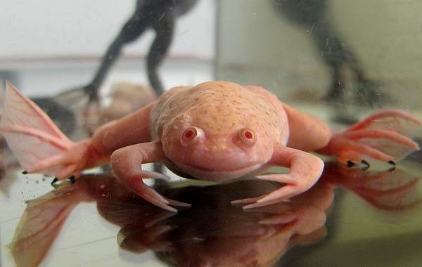 Шпорцева жаба. Опис, особливості, догляд і утримання шпорцевой жаби