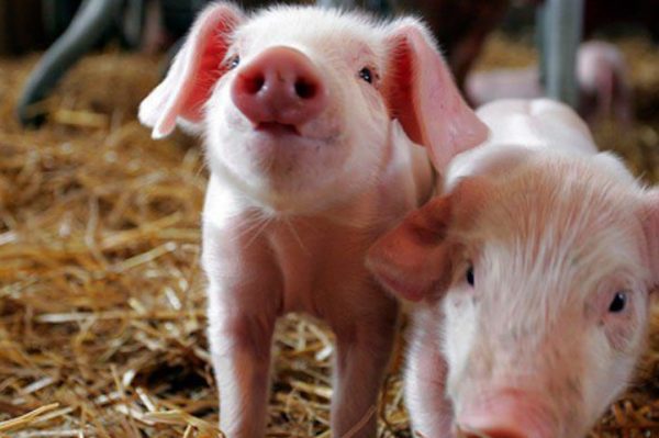 Скільки триває вагітність у свині, визначення терміну опоросу
