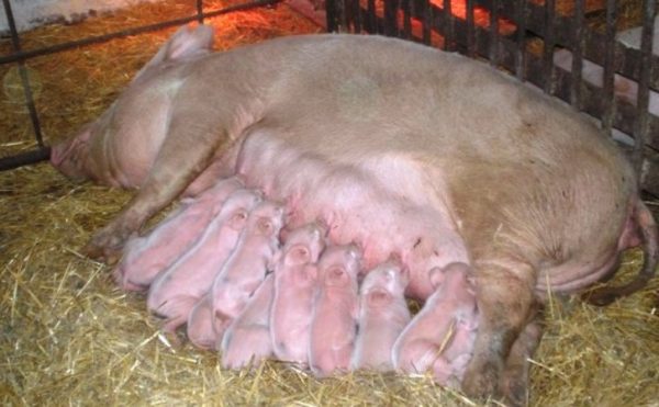 Скільки триває вагітність у свині, визначення терміну опоросу