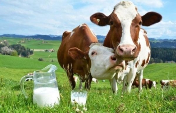 Скільки і коли корова дає молока: середній удій в літрах