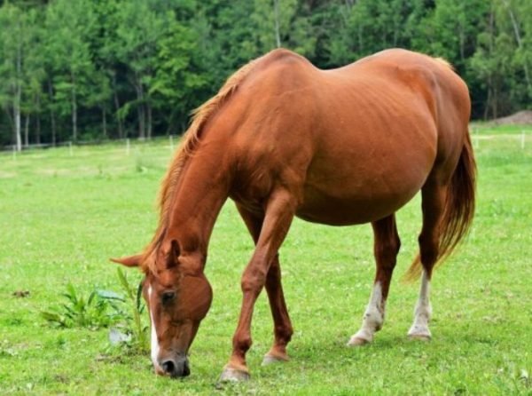 Скільки кінь виношує лоша, як прийняти пологи, термін вагітності