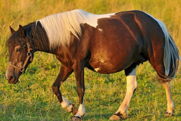 Скільки кінь виношує лоша, як прийняти пологи, термін вагітності