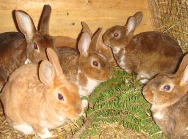 Скільки зростає кролик до забою. 2 способу відгодівлі мясних порід для швидкого росту і набору ваги
