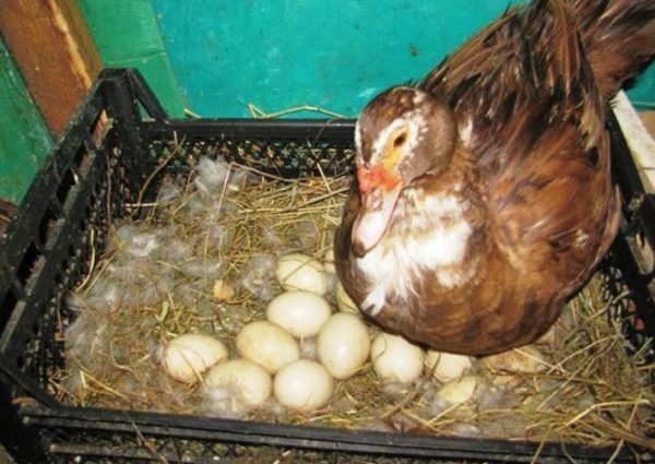Скільки яєць несе індокачка і скільки днів висиджує каченят, як підкладати яйця
