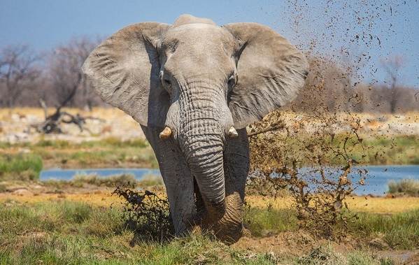 Слон тварина. Опис, особливості, види, спосіб життя і середовище проживання слона