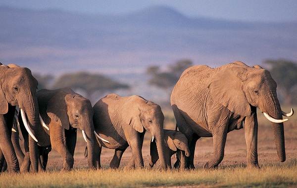 Слон тварина. Опис, особливості, види, спосіб життя і середовище проживання слона