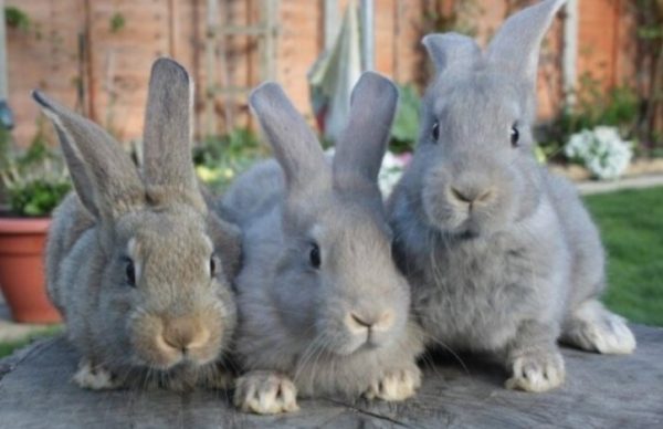 Парування кролів в домашніх умовах: докладне керівництво для початківців