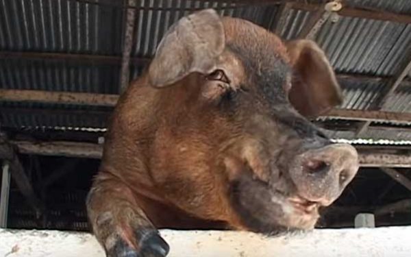Стимулятори росту для свиней: види та особливості використання