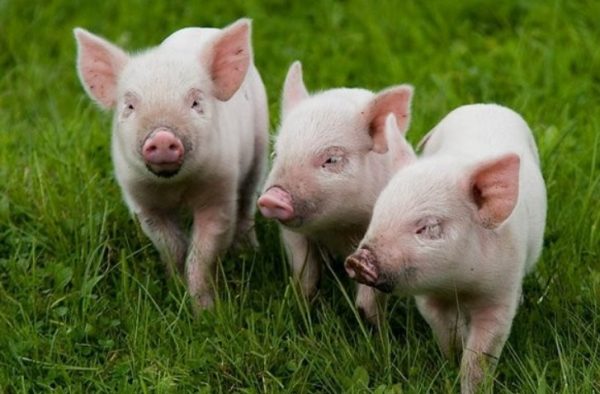 Стимулятори росту для свиней: види та особливості використання