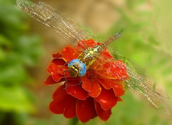 Бабка комаха. Опис, особливості, види, спосіб життя і середовище проживання бабки
