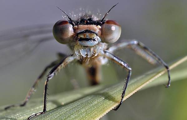 Бабка комаха. Опис, особливості, види, спосіб життя і середовище проживання бабки