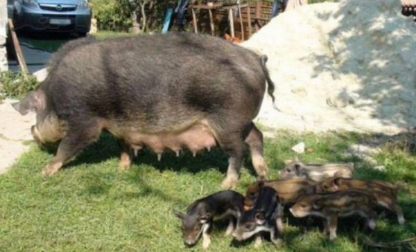 Свині кармалы: як утримувати, вирощувати і доглядати за породою