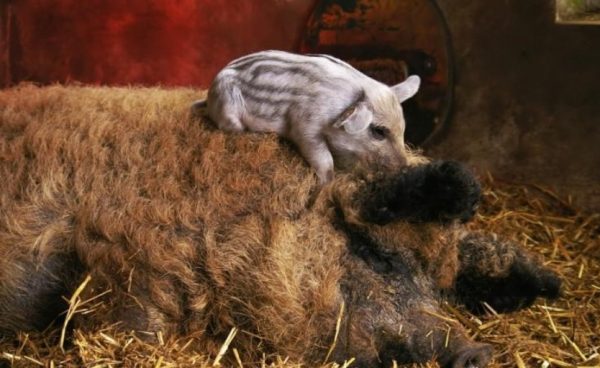 Свині кармалы: як утримувати, вирощувати і доглядати за породою