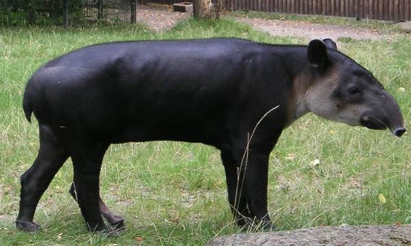 Тапір тварина. Опис, особливості, види, спосіб життя і середовище проживання тапіра