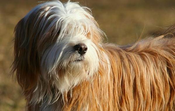 Тибетський терєр собака. Опис, особливості, види, ціна та догляд за породою