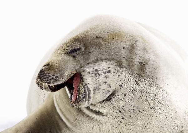 Тюлень тварина. Опис, особливості, види, спосіб життя і середовище проживання тюленя