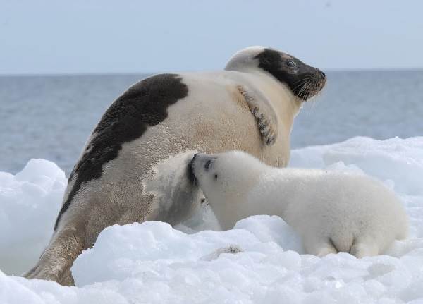 Тюлень тварина. Опис, особливості, види, спосіб життя і середовище проживання тюленя