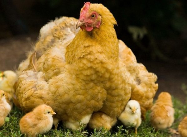 Догляд за курчатами з квочкою з перших днів життя, створюємо необхідні умови