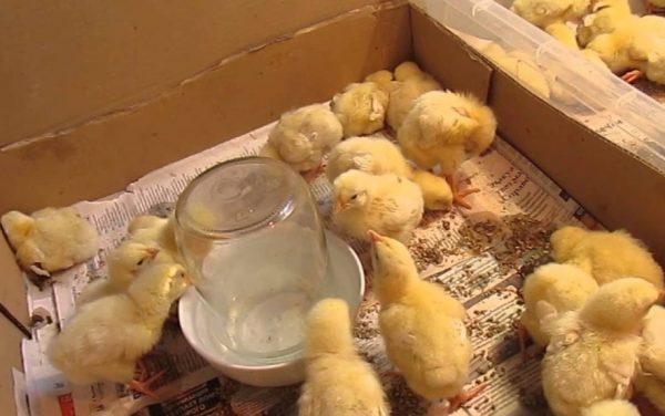 Догляд за курчатами з квочкою з перших днів життя, створюємо необхідні умови