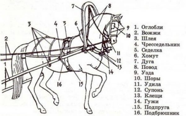 Збруя для коня: що таке збруя для коня, які види бувають?