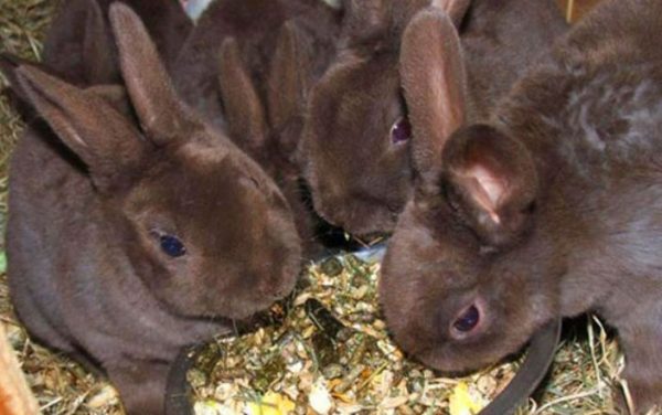 В якому віці відсаджують кроленят від кролиці, від чого це залежить, чим їх годувати