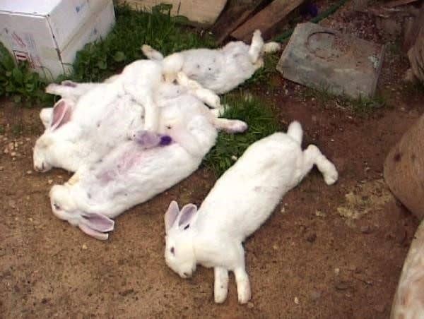Вакцина кроликам від міксоматозу і ВГХК в домашніх умовах для початківців