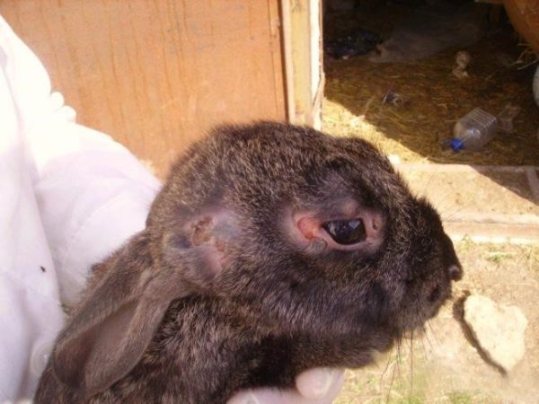 Вакцина кроликам від міксоматозу і ВГХК в домашніх умовах для початківців