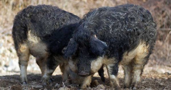 Угорська мангалиця: опис породи, види, характеристика та особливості утримання свиней