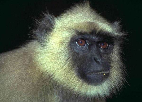 Види мавп, їх особливості, опис і назви