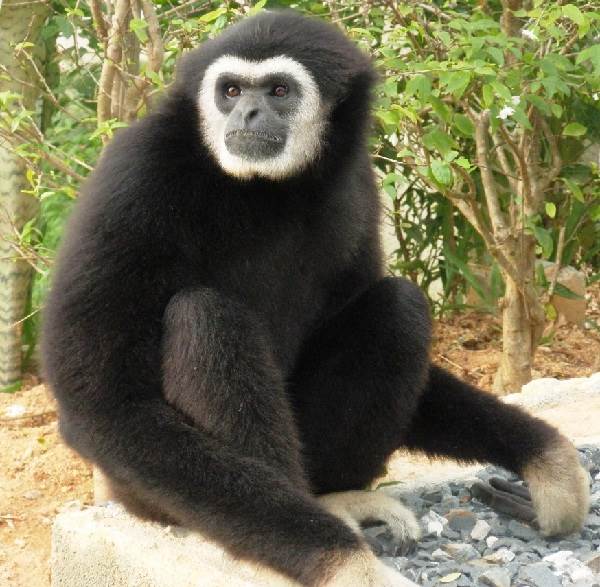 Види мавп, їх особливості, опис і назви