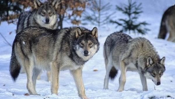 Види вовків, їх особливості, назви, спосіб життя і середовище проживання