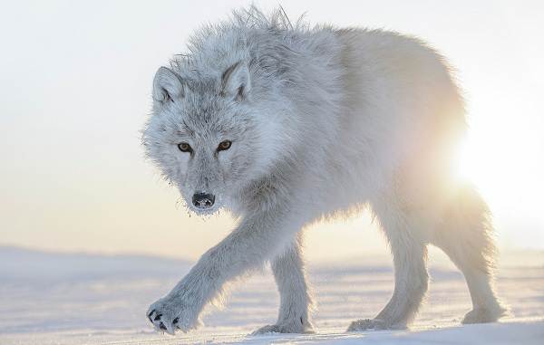 Вовк тварина. Опис, особливості, спосіб життя і середовище проживання вовка