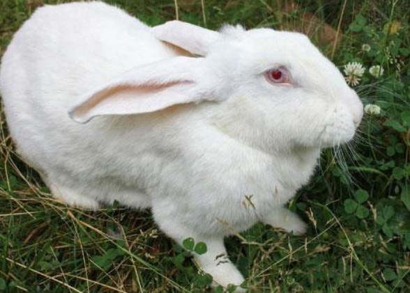 Вибір і утримання кращих мясних порід кроликів для домашньої ферми