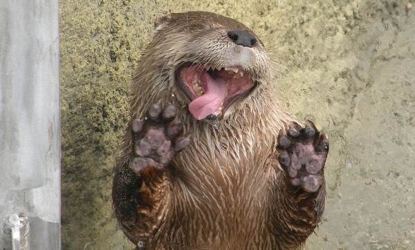 Видра тварина. Опис, особливості, види, спосіб життя і середовище проживання видри