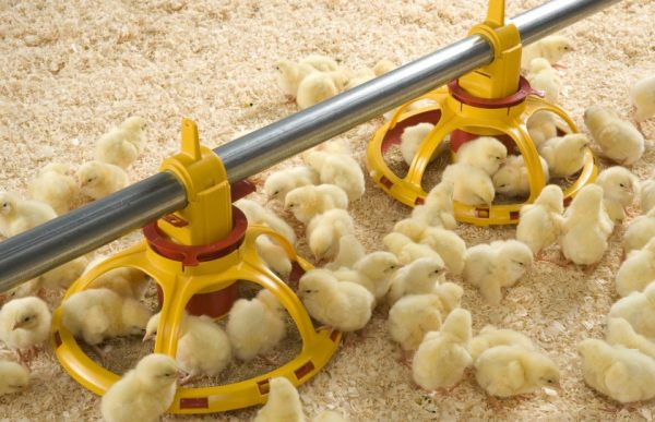 Вирощування курчат в домашніх умовах з нуля: з чого почати?
