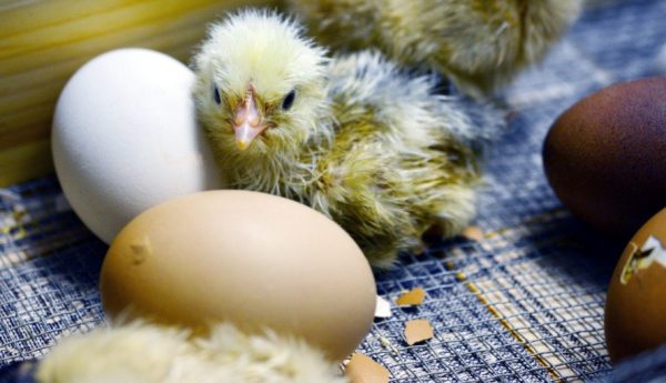 Вирощування курчат в домашніх умовах з нуля: з чого почати?