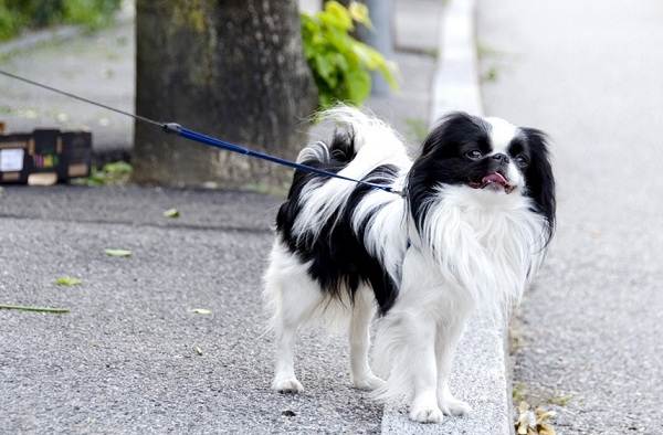 Японський хін собака. Опис, особливості, види, догляд та ціна породи