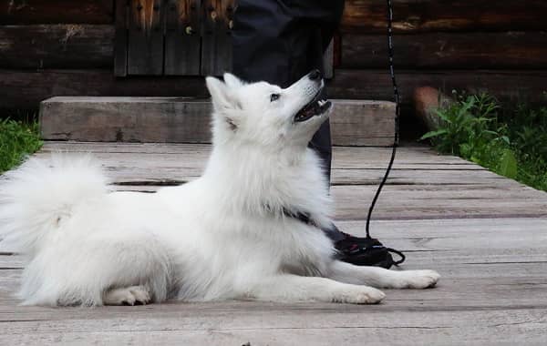 Японський шпіц собака. Опис, особливості, догляд і утримання породи
