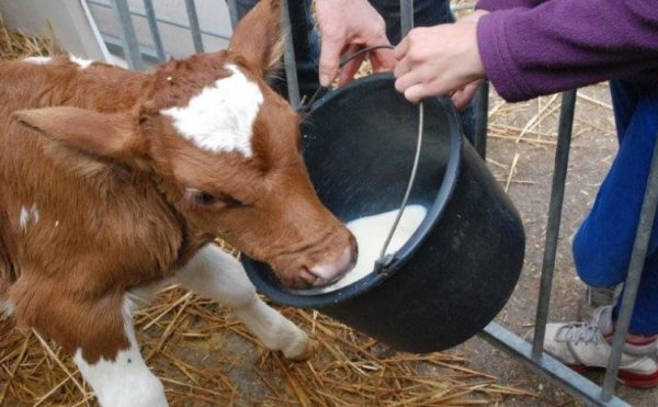 Замінник молока для телят: як розводити сухе молоко, пропорції, інструкції і правила вибору