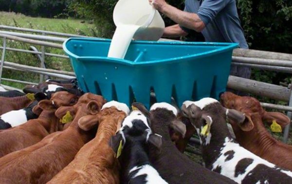 Замінник молока для телят: як розводити сухе молоко, пропорції, інструкції і правила вибору
