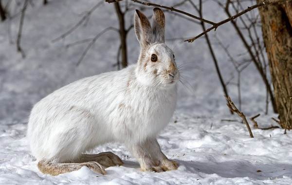 Заєць біляк тварина. Опис, особливості, спосіб життя і середовище проживання зайця біляка