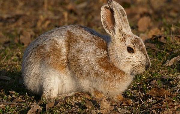 Заєць біляк тварина. Опис, особливості, спосіб життя і середовище проживання зайця біляка