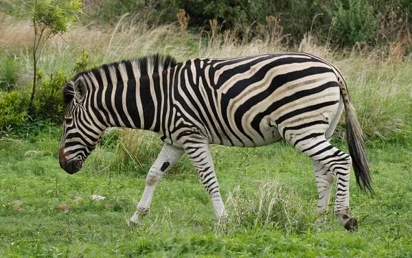 Зебра тварина. Опис, особливості, види, спосіб життя і середовище проживання зебри
