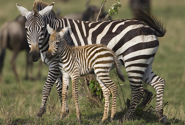 Зебра тварина. Опис, особливості, види, спосіб життя і середовище проживання зебри
